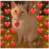 Gatos 12