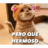 Gatitos tiernos✨ 15