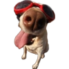 Komik köpek fotoğrafları  17