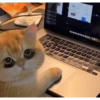 Memes de gatos 5