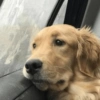 Memes cachorros  15