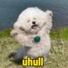 Reações cachorros  11