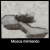 🦟Mira, una mosca 🦟 bzz 14