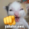 Jawa jawa 11