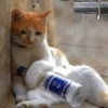 Грустные коты 2 26