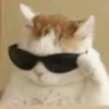 Memes de gatos 12