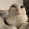 🌈🐈‍⬛✨️Gatos Funny Mood✨️🐈‍⬛🌈 21
