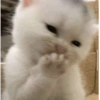 Memes de gatos 11