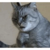 Gatitos 😍 11