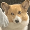 Memes cachorros  10