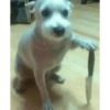 Komik köpek fotoğrafları  10