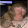 Monkey 7