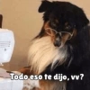 Perritos pal chat 🐕 11