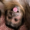Macaquinho Mood 🙈🙉🙊 12