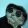 Gatitos apocalípticos 🙀 23