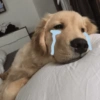 Cachorros caóticos e fofos🤣😍 8