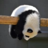 Panda 8