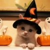 Gatitos de hallowen🎃 9