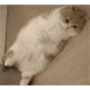 Gatitos bonitos 😺💞 5