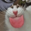 🐾 Gatitos Anti-depresivos 😺 5