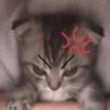 Kucing marah 11