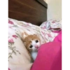 KUCING MEME 5