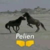 Pelien