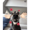 Peek a boo animals 🐶🐱🦊🐻🐯🦁🦈 6