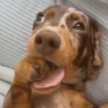 Cachorro. | @illvocano  Haki. 6