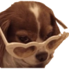 Komik köpek fotoğrafları  6
