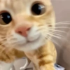 Gatitos 💕 9