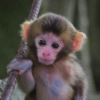 Monkey 8