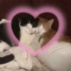 Gatinhos apaixonados 😻 6