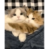 COUPLE CAT V2 10