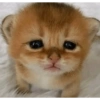 KUCING MEME 13