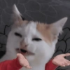 Memes gatos 14