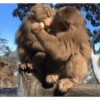 Monkey 20