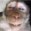 Monkey 5