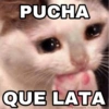 🐱 El Gatito Tuyo Que Tenía 😿 7