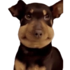 Cute Dogs  17