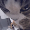Cat & dog 2# 15