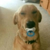 Memes cachorros  8