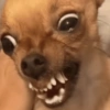 Reações cachorros  7