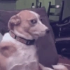 Cat & dog 2# 6