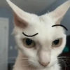 Kucing lucu 14