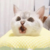 ✨🌸gatito blanco🌸✨ 22