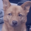 Cachorros caóticos e fofos🤣😍 9