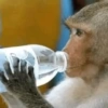 Macaquinho Mood 🙈🙉🙊 8