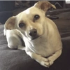 Cachorros caóticos e fofos🤣😍 11