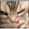 Gatinhos reagindo 22